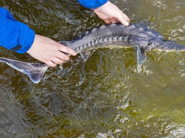 Störe für den deutsch-polnischen Grenzfluss Oder