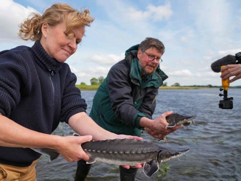 Störe für den deutsch-polnischen Grenzfluss Oder