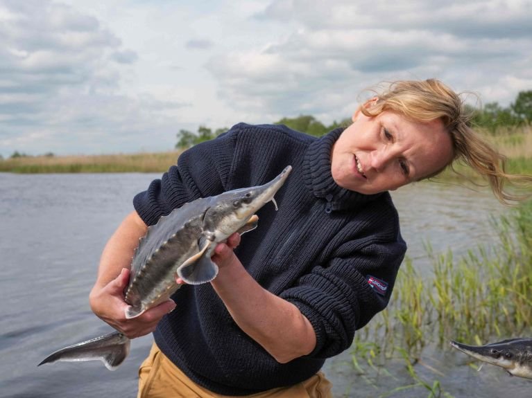 Störe für den deutsch-polnischen Grenzfluss Oder